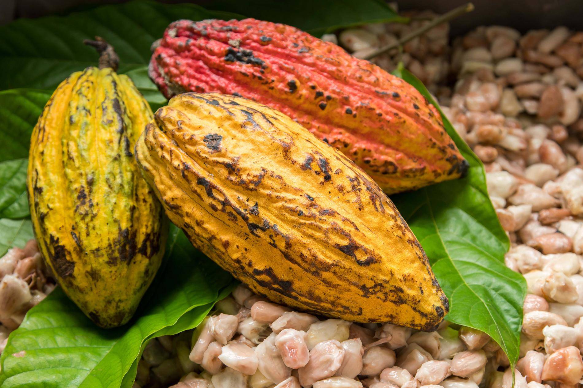 shutterstock_1059190739 cocoa beans (1)_0