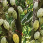 Ojaja Pan Africa Cocoa